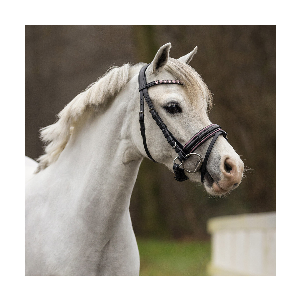 QHP Trense Bixie Pink Mini shetty