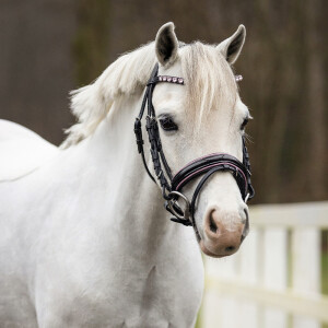 QHP Trense Bixie Pink Mini shetty