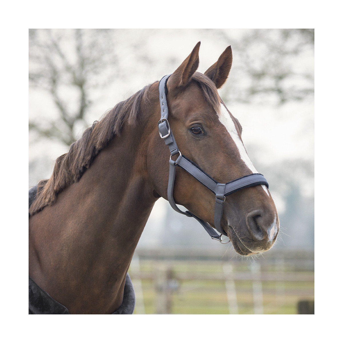 QHP Head collar set Sensisoft