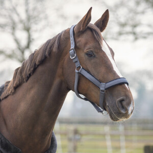 QHP Head collar set Sensisoft
