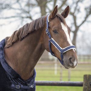 QHP Head collar set Sensisoft