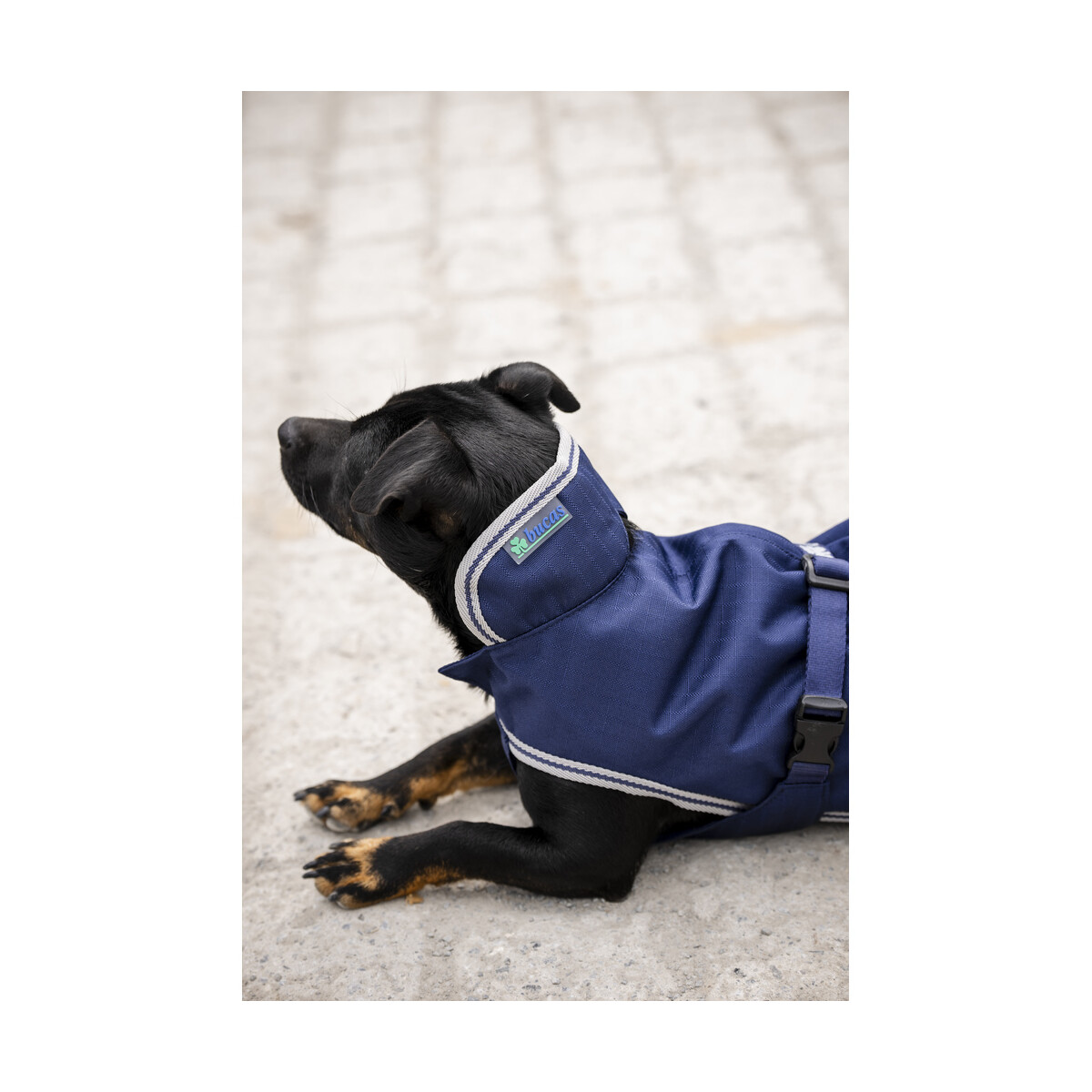 Bucas Hundedecke Freedom 150g  Navy/Silver
