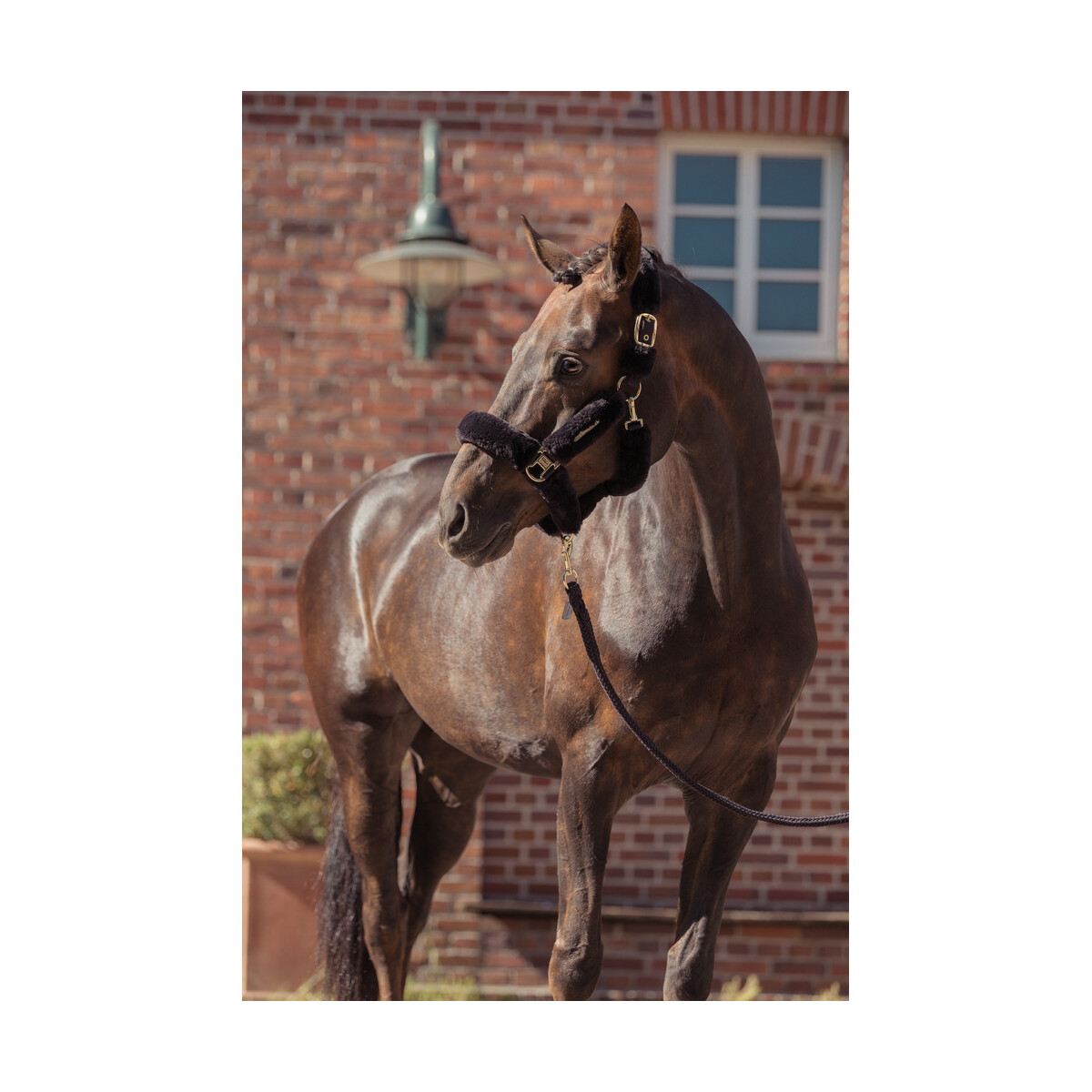 Eskadron Halfter FAUX FUR COMPLETE